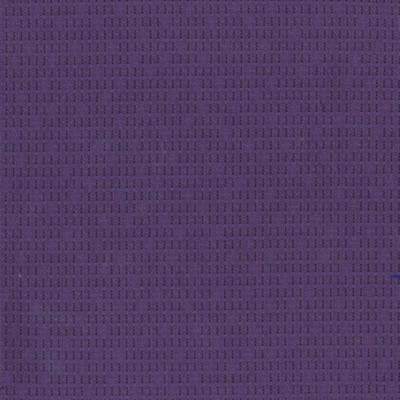 Silver State New York Aster